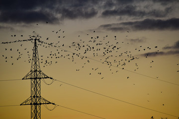 energie electricité cable fil oiseaux