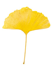 Single yellow autum leaf of gingko (Ginkgo biloba) isolated on white background