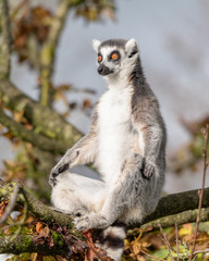 Ring-tailed Lemur in tree