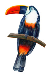 tropical bird, toucan on isolated white background, watercolor illustration, hand drawing