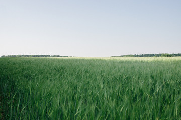green wheat field and blue sky © ShapeImages