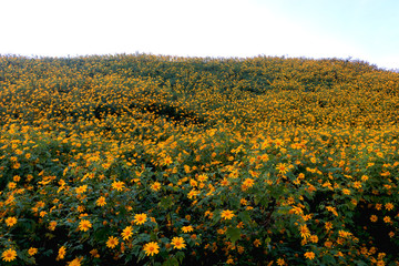 Tung Bua Tong, yellow Mexican sunflower field on mountain hill, beautiful and famous tourist attractive landscape on November of Doi Mae U Kho, Khun Yuam, Mae Hong Son, Thailand