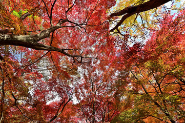 	最上山公園（もみじ山）の紅葉