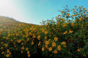Fototapeta premium Tung Bua Tong, yellow Mexican sunflower field on mountain hill, beautiful and famous tourist attractive landscape on November of Doi Mae U Kho, Khun Yuam, Mae Hong Son, Thailand