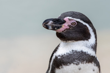 humboldt penguin portrait