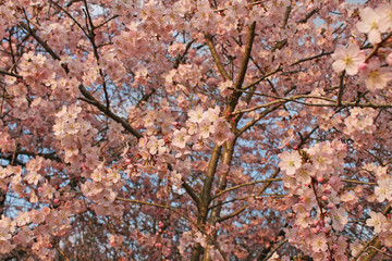 kwitnąca wiśnia cherry blossom pink - obrazy, fototapety, plakaty