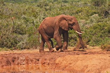 Elephant after hose down at waterhole in Addo Elephant NP
