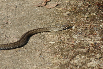 snake on rock