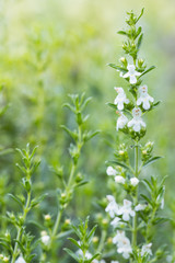 details of winter savory (Satureja Montana Winter-Bohnenkraut) white flowering herb outside in the garden with a natural yellow green unsharp background