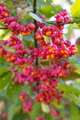 European spindle or Common spindle (Euonymus europaeus) outdoors flowering red and pink with open petals the seeds are visible on a natural green background