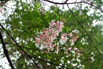 cherry blossom in spring