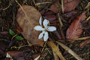 wild flower in the forest