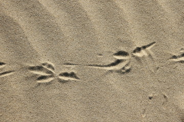 footprints of birds in the sand
