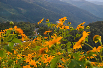 Fototapeta na wymiar Tung Bua Tong, yellow Mexican sunflower field on mountain hill, beautiful and famous tourist attractive landscape on November of Doi Mae U Kho, Khun Yuam, Mae Hong Son, Thailand