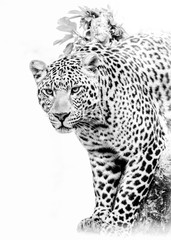 jaguar on white background