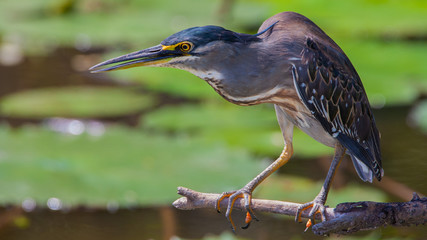 Green backed Heron