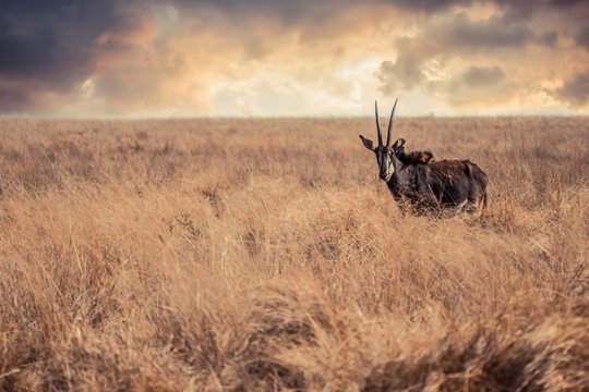 Sable in a field