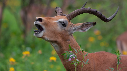 Laughing Impala