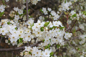 Kwiaty jabłoni apple tree flowers