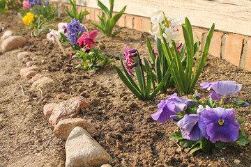 kwiaty ogród garden flowers poland dzwonki tulipany kolorowe