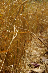 Fototapeta premium golden wheat field