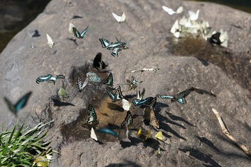 Butterfly diversity Many butterfly species Gathered on a sunny day. Finding out the nutrients eaten by a waterfall in the woods or on the water