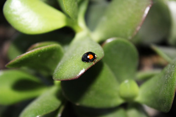 ladybug on a leaf