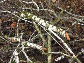 dumped in a pile of birch branches in the fall