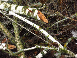 dumped in a pile of birch branches in the fall