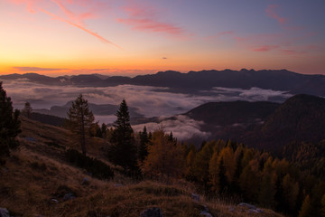 Larch trees on sunrise from Bohinj mountain