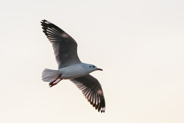 Seagull in Thailand
