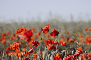 Obraz premium beautiful bright red poppies on a hot sunny day grow in the field