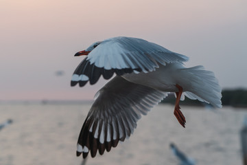 Seagull in Thailand