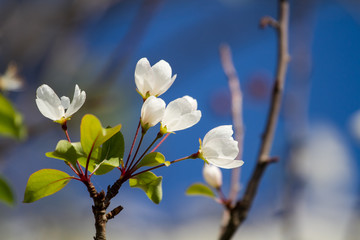 white flowers in spring