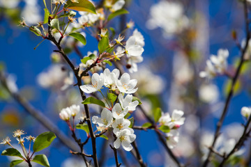 white flowers in spring