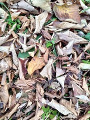 dried leaves