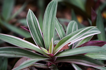 Obraz premium Leaves texture background , close up