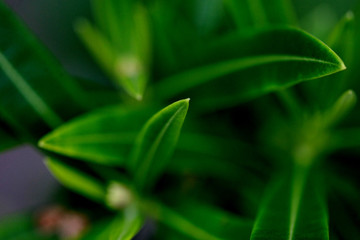 Leaves texture background , close up