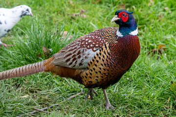 Close up of a male pheasant in autumn