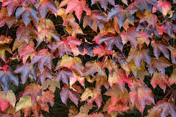Sfondo autunnale di foglie colorate