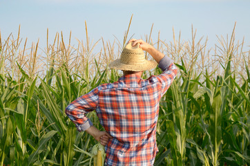 Middle aged caucasian farm worker in straw hat stands near maize field evening sunset time...