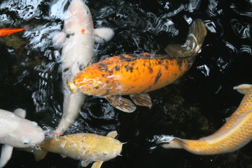 Karp koi ryba pomarańczowa duża w wodzie - obrazy, fototapety, plakaty