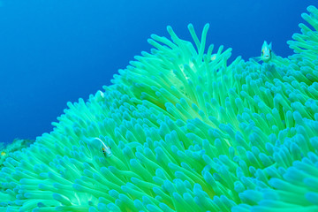 Fototapeta na wymiar Sea anemone and anemone fish