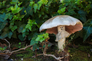 Happy Mushroom with Ivy