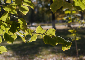 Autumn green foliage blurred background