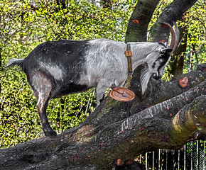 Peacock domestic goat jumping on the fallen tree in its enclosure