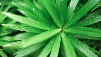Fototapeta na wymiar Water drops on green long leaves. Close up. Dew after rain macro