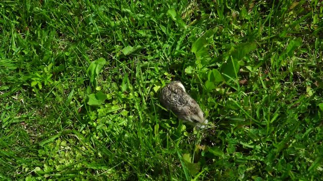 Little funny hamster on nature. Hamster walks in the grass.