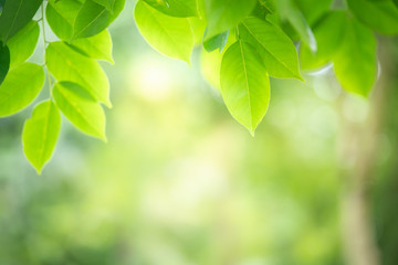 Fototapeta na wymiar Green leaf with beauty bokeh background.