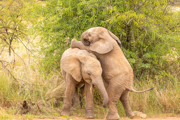 Fototapeta na wymiar Two young elephants ( Loxodonta Africana) playing, Pilanesberg, South Africa.